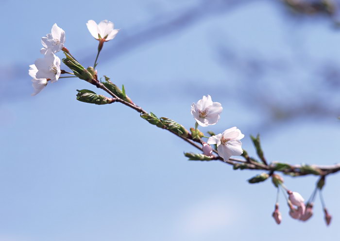 一枝樱花图片-素彩图片大全