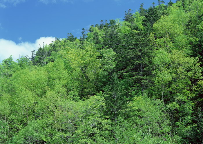 春天山林图片,春天山林,旅游风景,树木,树林,森林,四季风景,风景,2094
