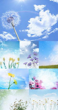 蓝天下花朵图片