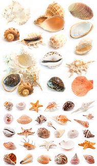 各种海中海螺贝壳图片