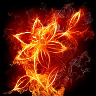 燃烧的花朵图片4
