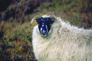 苏格兰草原绵羊图片