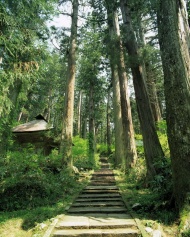 日本树林风景图片