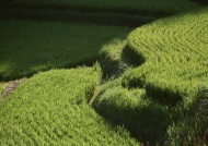 稻田图片