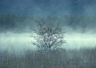 山林山雾草丛图片