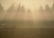 树林花草阳光晨雾图片