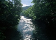 森林河流图片
