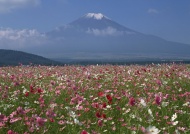 富士山花林图片