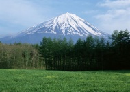 富士山林图片