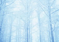 冬景树林图片