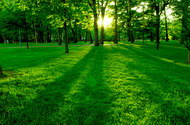 树木与草地黄昏图片