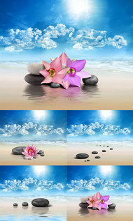 海滩上的花与石子图片