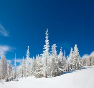 冬季景观图片5