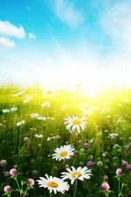 阳光下的野菊花1图片