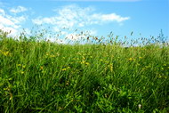 蓝天白云草从草地图片8