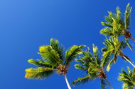 蓝天和椰子树图片