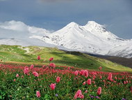 雪山下的野花图片