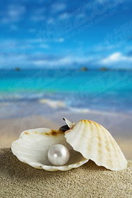 沙滩上的珍珠贝壳图片