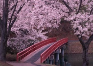 樱花林小桥图片
