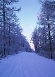 雪地马路图片
