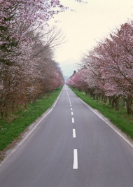 樱花道路图片