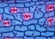 微观细胞图片