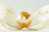 珍珠蚌图片