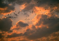 夕阳飞翔的天鹅图片