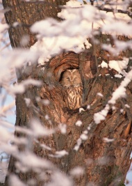 树洞中的猫头鹰图片