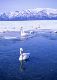 白天鹅冰湖图片