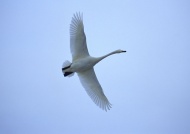飞翔的白天鹅图片