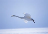 飞翔的白天鹅图片