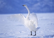 展翅的白天鹅冰湖图片
