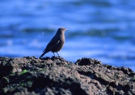 海岛上的小鸟图片