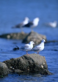 海岛上的鸟图片