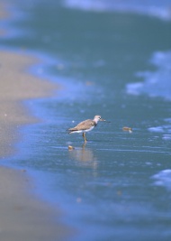 海鸟图片