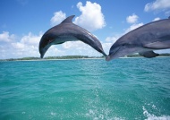 海豚跳水图片