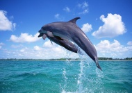 海豚戏水图片