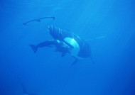 深海虎鲸图片