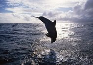 海豚图片