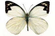 白色蝴蝶图片