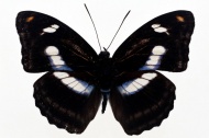 黑色的蝴蝶图片