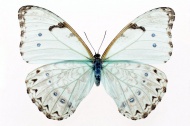 淡蓝色蝴蝶图片