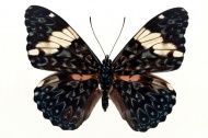 黑色美丽的蝴蝶图片