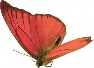 红蝴蝶图片