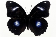 黑色漂亮的蝴蝶图片