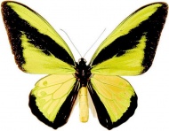蝴蝶标本图片