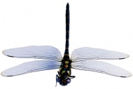 昆虫蜻蜓图片