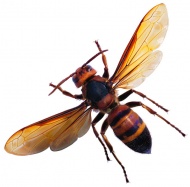 马蜂昆虫图片
