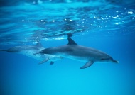 潜水海豚图片